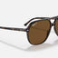 BILL HAVANA POLAR BROWN