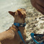 2024 Radar Dog Collar -Radar246095-Blue-Small
